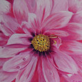 Pink Dahlia I