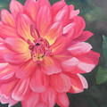 Summer Pinks